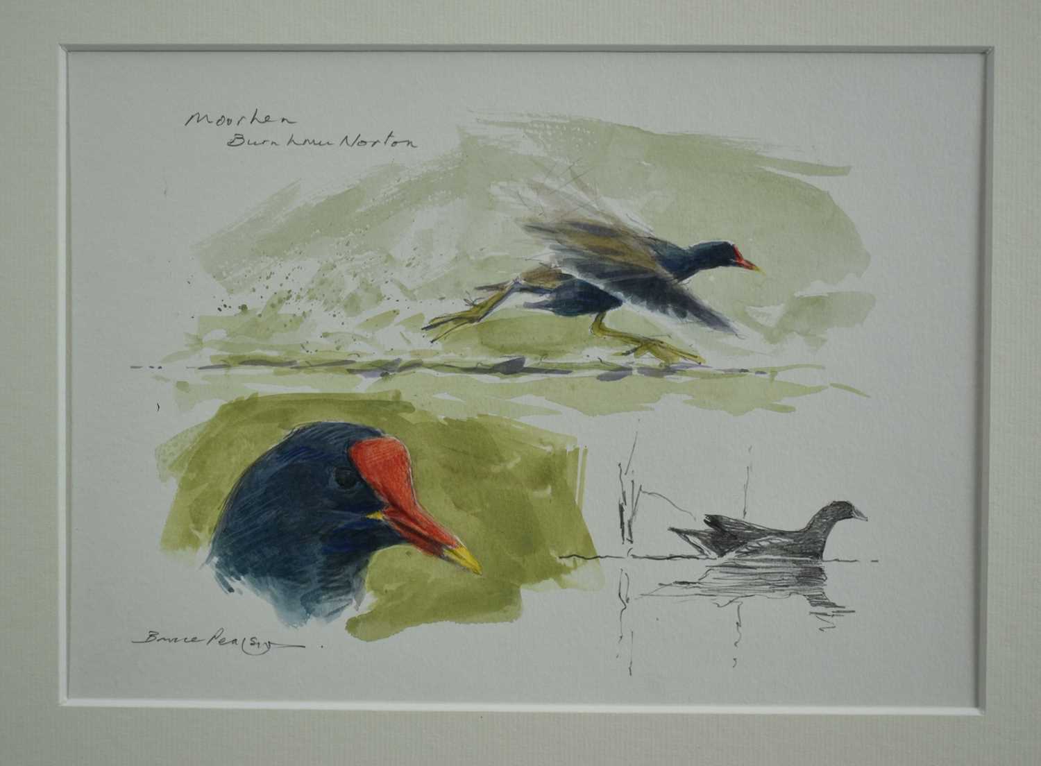 Lot 1008 - *Bruce Edward Pearson (b. 1950) watercolour - Moorhen sketches, Burnham Norton, signed and inscribed, 19cm x 26.5cm, in glazed frame