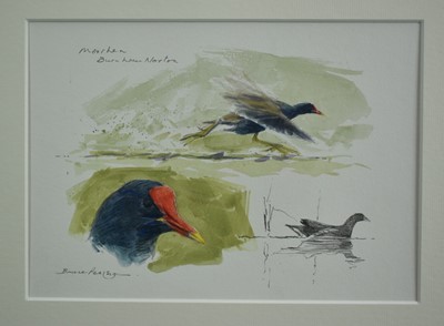 Lot 1008 - *Bruce Edward Pearson (b. 1950) watercolour - Moorhen sketches, Burnham Norton, signed and inscribed, 19cm x 26.5cm, in glazed frame