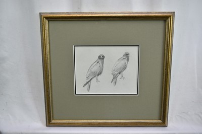 Lot 1013 - *John Cyril Harrison (1898-1985) two pencil sketches of Birds of Prey, 11cm x 14cm each and 12cm x 12cm, in glazed gilt frames