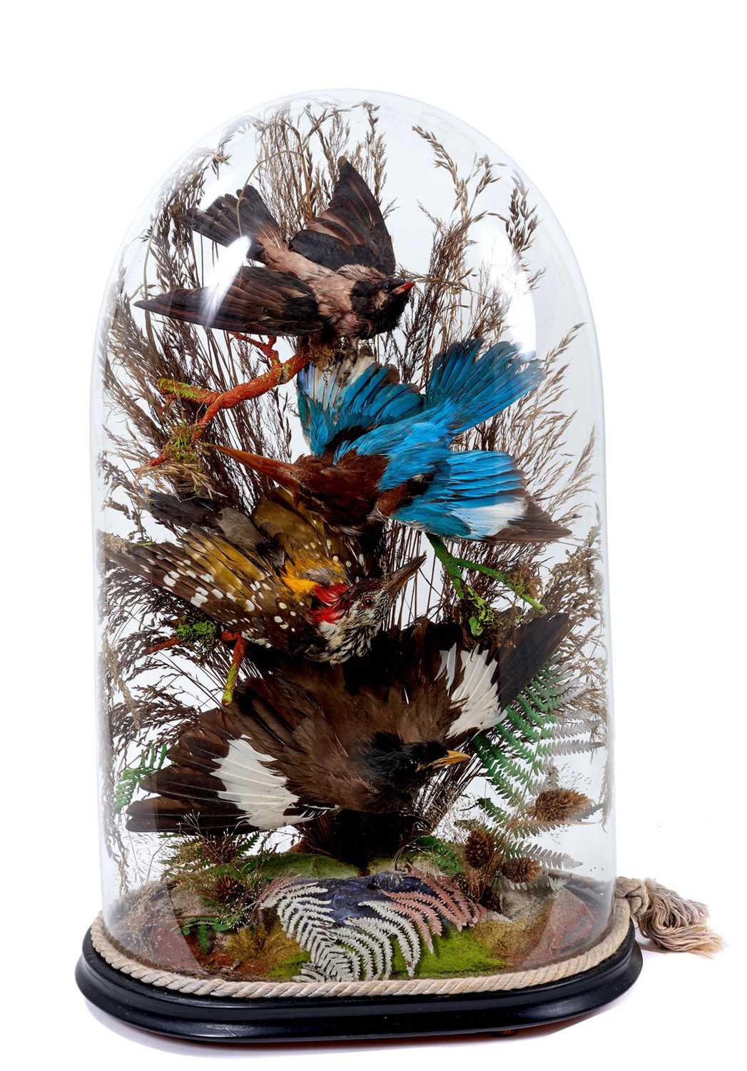 Lot 703 - Victorian taxidermy birds of paradise presented under a glass dome