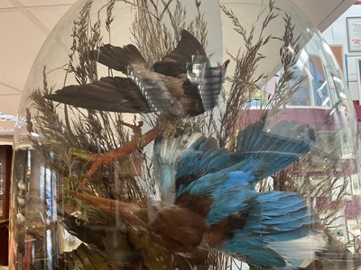 Lot 703 - Victorian taxidermy birds of paradise presented under a glass dome