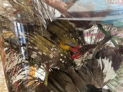 Lot 703 - Victorian taxidermy birds of paradise presented under a glass dome