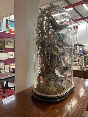 Lot 703 - Victorian taxidermy birds of paradise presented under a glass dome