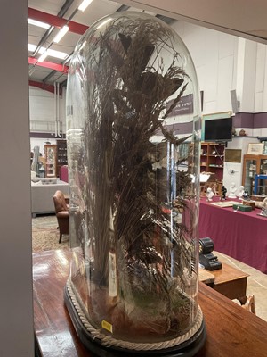 Lot 703 - Victorian taxidermy birds of paradise presented under a glass dome