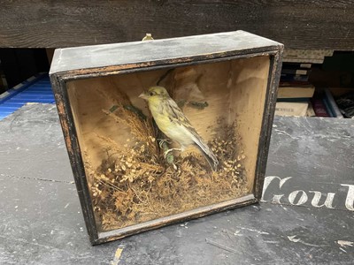 Lot 166 - Victorian finch perched on a branch in glass case