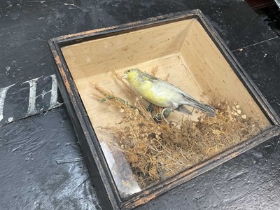 Lot 166 - Victorian finch perched on a branch in glass case
