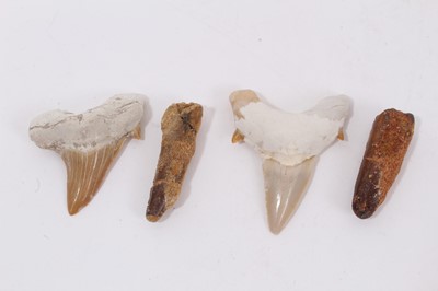 Lot 678 - Two fossilised shark teeth and two fossilised dinosaur teeth (4)