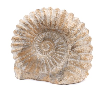 Lot 672 - Large specimen Ammonite fossil