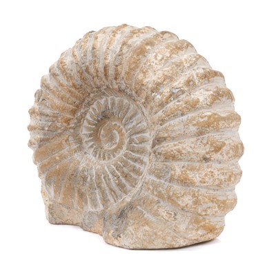 Lot 672 - Large specimen Ammonite fossil