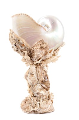 Lot 774 - *Tess Morley (contemporary) shell work nautilus cup