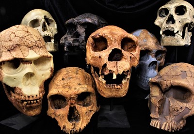 Lot 23 - Collection of sixteen model skulls by Bone Clones