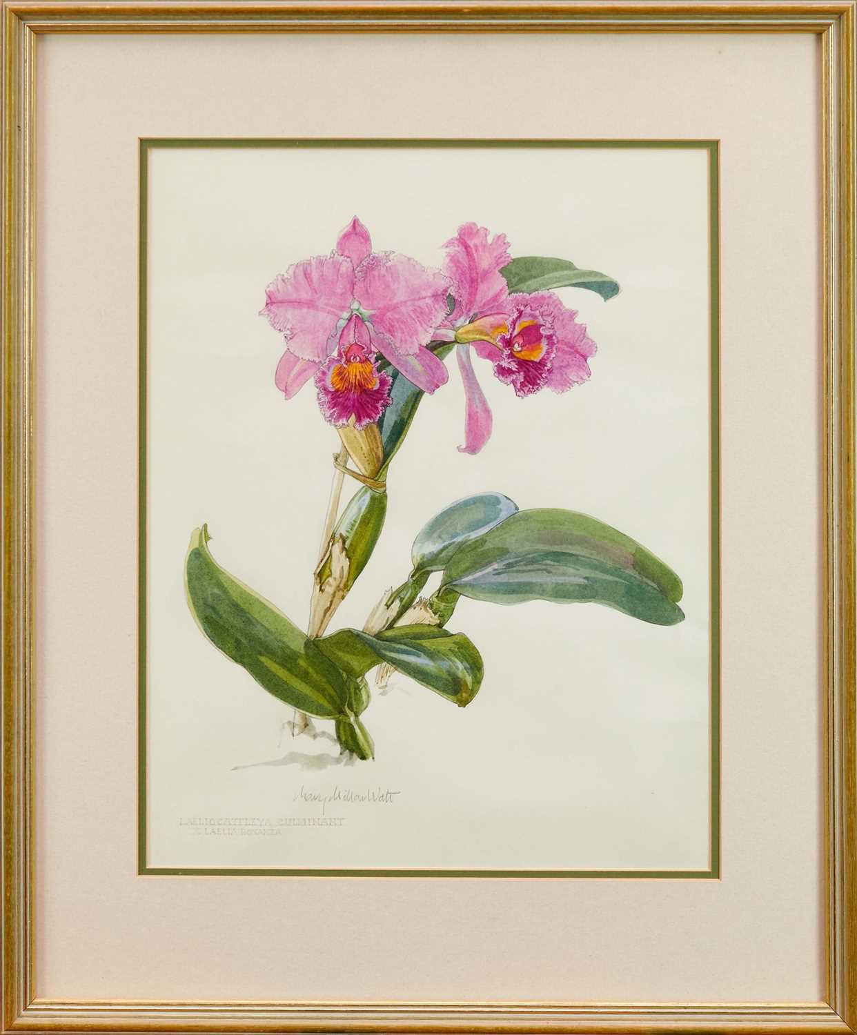 Lot 883 - *Mary Millar Watt (1924-2023) watercolour, 'Laeliocattleya Culminant', 41 x 32cm, glazed frame