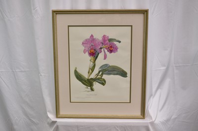 Lot 883 - *Mary Millar Watt (1924-2023) watercolour, 'Laeliocattleya Culminant', 41 x 32cm, glazed frame