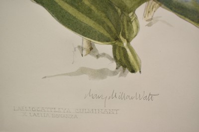 Lot 883 - *Mary Millar Watt (1924-2023) watercolour, 'Laeliocattleya Culminant', 41 x 32cm, glazed frame