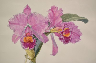 Lot 883 - *Mary Millar Watt (1924-2023) watercolour, 'Laeliocattleya Culminant', 41 x 32cm, glazed frame