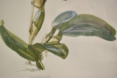 Lot 883 - *Mary Millar Watt (1924-2023) watercolour, 'Laeliocattleya Culminant', 41 x 32cm, glazed frame