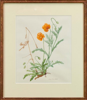 Lot 884 - *Mary Millar Watt (1924-2023) watercolour, 'Papaver Atlantica', 41 x 32cm, glazed frame