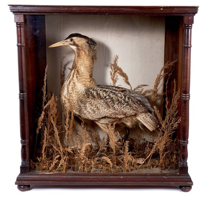 Lot 780 - Victorian taxidermy cased bittern