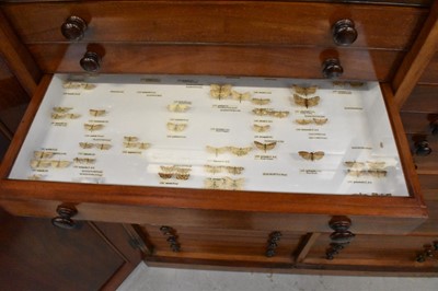 Lot 1604 - 19th century mahogany floor standing collector’s cabinet, with an arrangement of forty drawers in two banks, enclosed by pair of arched panel doors, on plinth base