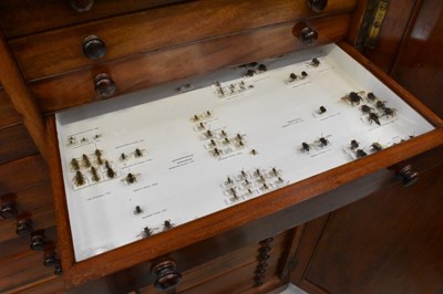 Lot 1604 - 19th century mahogany floor standing collector’s cabinet, with an arrangement of forty drawers in two banks, enclosed by pair of arched panel doors, on plinth base