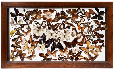 Lot 970 - Glazed display of U.K. butterflies