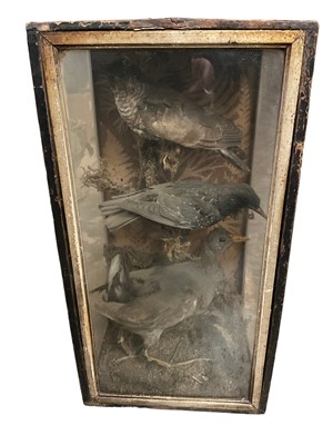 Lot 150 - Taxidermy group of a cuckoo, thrush and moorhen