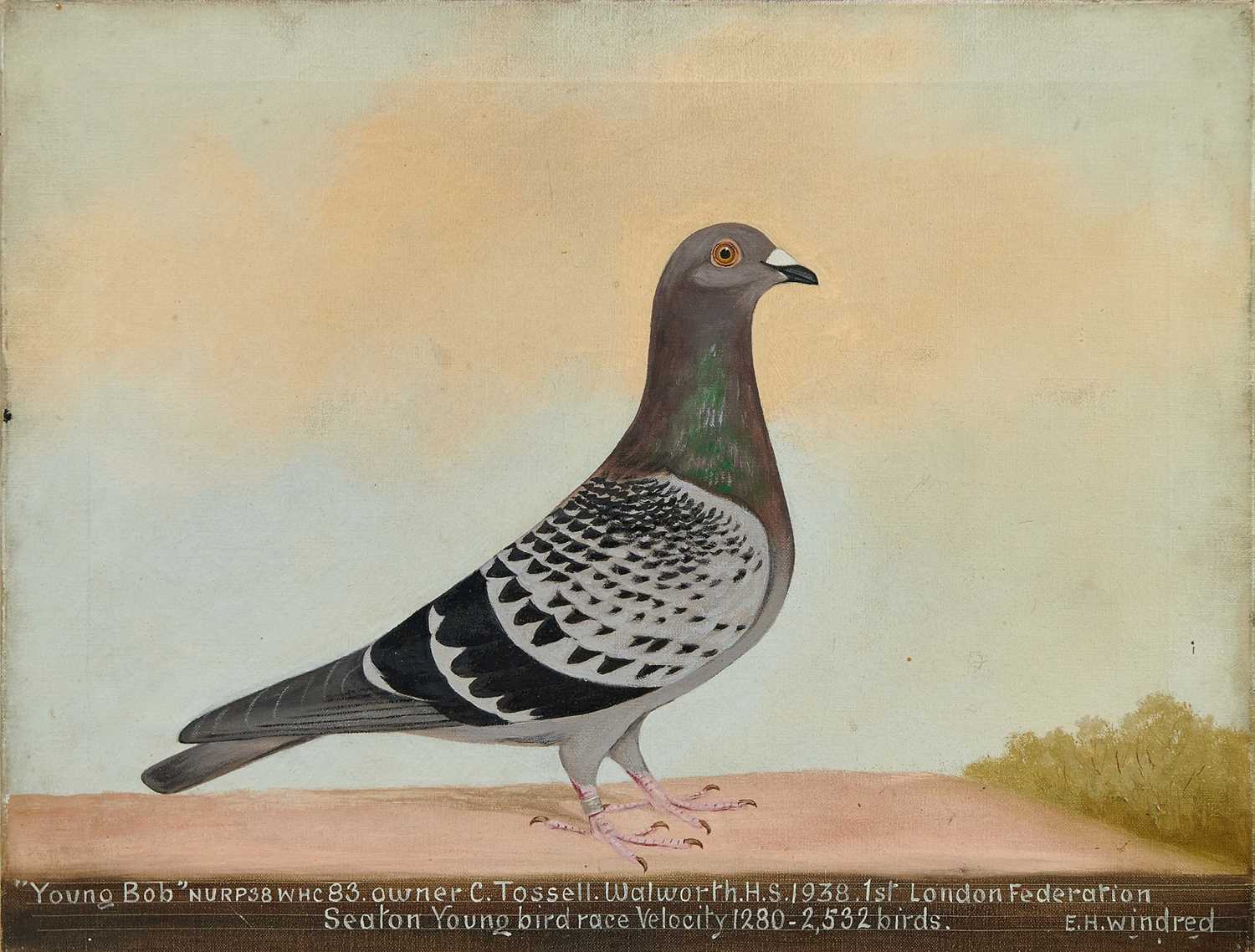 Lot 1293 - *Edward Henry Windred (1875-1953) oil on canvas - a Racing Pigeon, titled ''Young Bob'' NURP38WHC 83 owner C. Tossell. Walworth H.S. 1938. 1st London Federation Seaton Young bird race Velocity 1280...