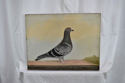 Lot 1293 - *Edward Henry Windred (1875-1953) oil on canvas - a Racing Pigeon, titled ''Young Bob'' NURP38WHC 83 owner C. Tossell. Walworth H.S. 1938. 1st London Federation Seaton Young bird race Velocity 1280...