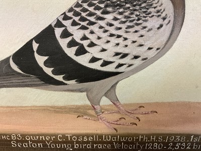 Lot 1293 - *Edward Henry Windred (1875-1953) oil on canvas - a Racing Pigeon, titled ''Young Bob'' NURP38WHC 83 owner C. Tossell. Walworth H.S. 1938. 1st London Federation Seaton Young bird race Velocity 1280...