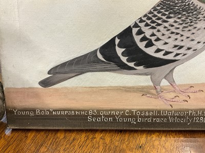 Lot 1293 - *Edward Henry Windred (1875-1953) oil on canvas - a Racing Pigeon, titled ''Young Bob'' NURP38WHC 83 owner C. Tossell. Walworth H.S. 1938. 1st London Federation Seaton Young bird race Velocity 1280...