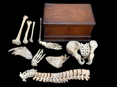 Lot 17 - Homo sapiens: a group of bones in a Victorian mahogany casket