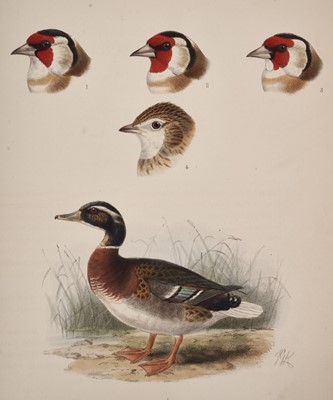 Lot 1571 - George Dawson Rowley (editor) - Ornithological miscellany, 1875-8