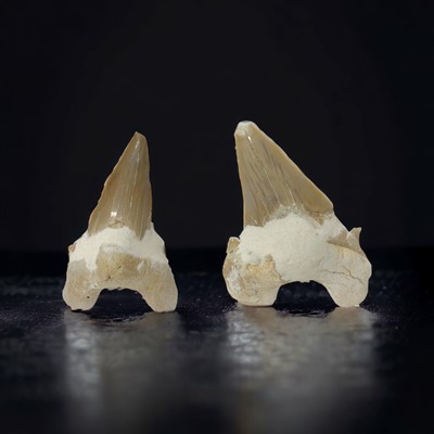 Lot 38 - Two fossillised shark’s teeth