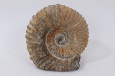 Lot 968 - Large ammonite fossil