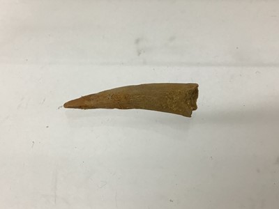 Lot 37 - Coloborhynchus tooth