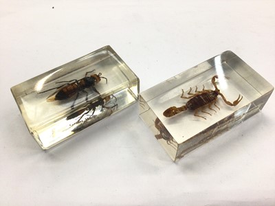 Lot 434 - Two insects preserved in resin - Giant Wasp & Manchurian Scorpion