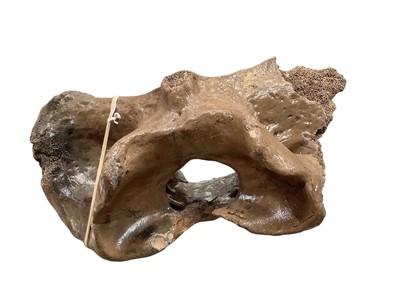 Lot 2663 - Fossilised bison neck vertebrae