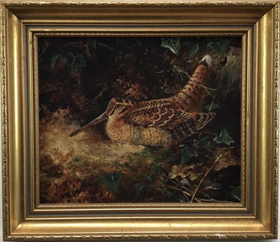 Lot 49 - English School oil on board, A Woodcock, 24cm x 29cm, in gilt frame