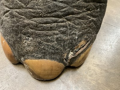 Lot 137 - Elephant's foot