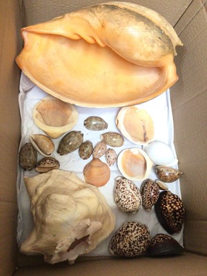 Lot 366 - Collection of shells