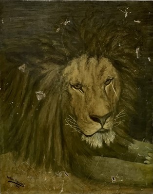 Lot 84 - Bostram MacIntosh: oil on canvas, lion, signed and dated 1906, 41x51cm