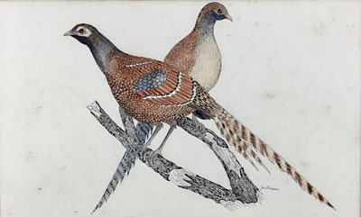 Lot 100 - John Chapman (Contemporary): ink and wash, pair of pheasants on a branch, 33x20cm