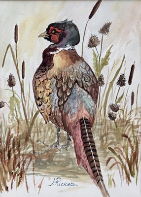 Lot 138 - British school, 20th century watercolour, cock pheasant, signed, 16x23cm