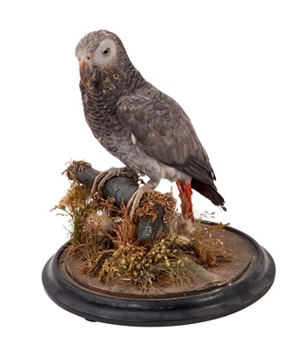 Lot 1221 - Late Victorian / Edwardian African Grey Parrot perched on a branch, on circular ebonised base, bearing label