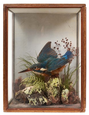 Lot 1228 - Early 20th century Kingfisher in naturalistic setting and glazed case, 29cm high x 23cm wide x 13.5cm deep