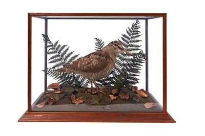 Lot 1222 - Woodcock within naturalistic setting in glazed case, 34cm high x 48.5cm wide x 25.5cm deep