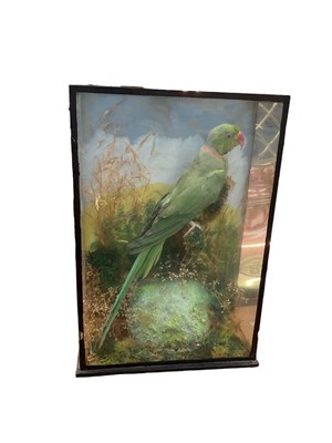 Lot 2551 - Preserved parakeet in glazed case by ‘A. Laurence, Taxidermist, Trinity St. Halstead’
