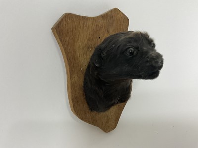 Lot 60 - Taxidermy Labrador puppy's head