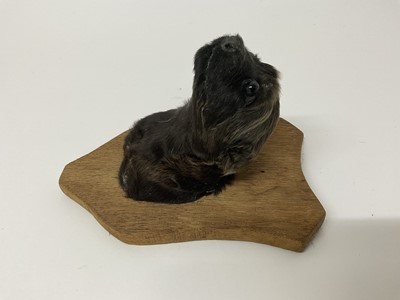 Lot 60 - Taxidermy Labrador puppy's head