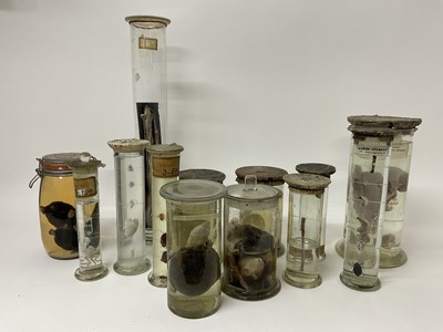 Lot 69 - Gruesome collection of formaldehyde jars containing various alarming specimens